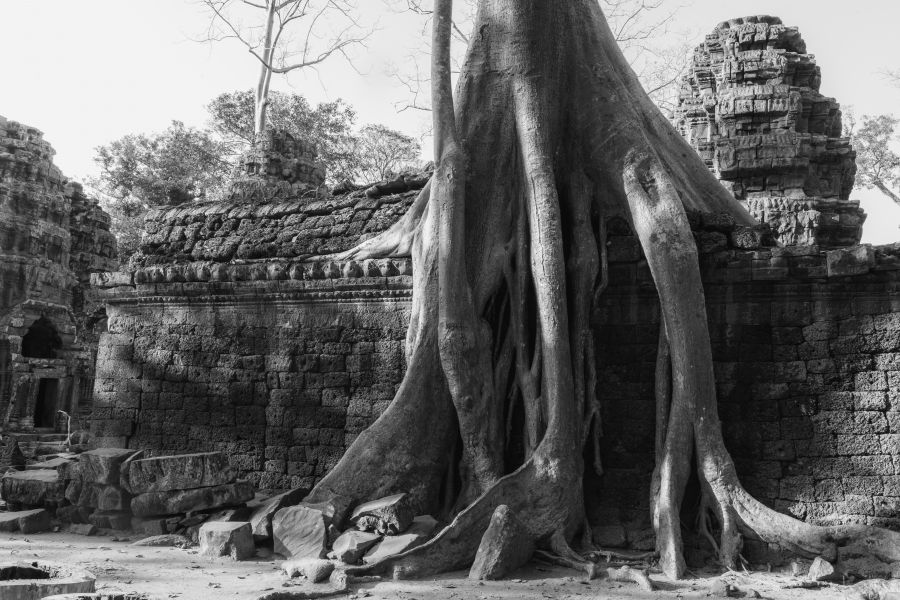 ta prohm-109.jpg